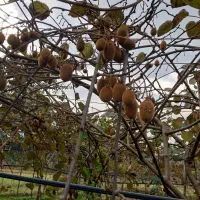 کیوی تازه سر درختی