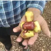 عناب اوکراین گلابی نهال شاتوت نهالستان درخت لاوسون