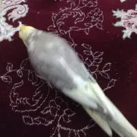 پرنده ی طوطی نر  دستی|پرنده|مریوان, |دیوار