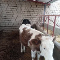 یک عدد گوساله ماده به صورت نقد به فروش میرسد