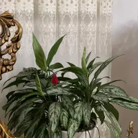 گل خانگی|گل و گیاه طبیعی|آستارا, |دیوار