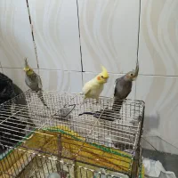 عروس هلندی جوجه نر