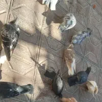 12 کفتر (توافقی)|پرنده|تربت‌حیدریه, کلاته توکلی|دیوار