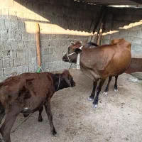 گاو گوساله