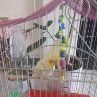 عروس هلندی ماده