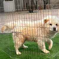 سگ چاوچاو|سگ|زرندیه, |دیوار