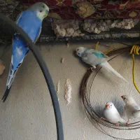 مرغ عشق و فنچ بالغ تخم جوجه ای|پرنده|ایرانشهر, |دیوار