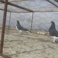 خوشرنگ سیاه نروماده|پرنده|لنجان, |دیوار