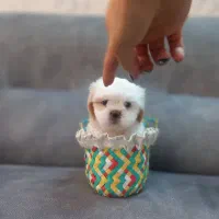 سگ اپارتمانی