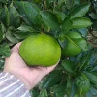 نارنگی ژاپنی صادراتی ودرشت