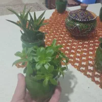 گل های کوچیک|گل و گیاه طبیعی|سلمان‌شهر, |دیوار