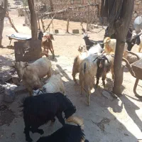 کهره نر
