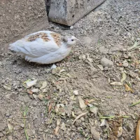 بلدرچین نر|حیوانات مزرعه|گلبهار, شهر جدید گلبهار|دیوار