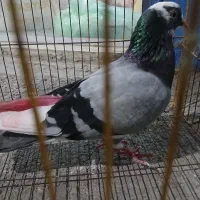 کبوتر پرشی و مرغ عشق