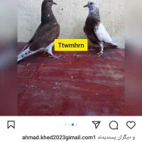 کبوتر جوجه پیش فروش|پرنده|کاشان, فرودگاه کاشان|دیوار