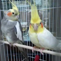 عروس هلندی نر و ماده سرحال کسی قلب داره ۲۵۰۰|پرنده|صومعهسرا, |دیوار