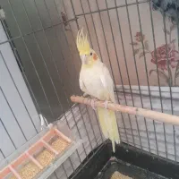عروس هلندی و مرغ عشق