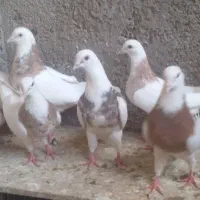 کبوترطوقی