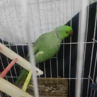 شاه طوطی
