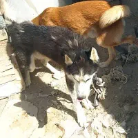 هاسکی چشم یخی|سگ|سعدآباد, |دیوار