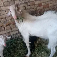 چبش سانن اصل|حیوانات مزرعه|بیرجند, |دیوار