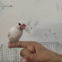 فنچ نرگسی نیمه دستی|پرنده|کرمان, |دیوار