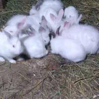 خرگوش