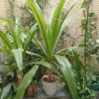 گل ذرتی ۲عدد|گل و گیاه طبیعی|شیراز, مسلم|دیوار