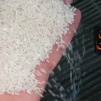 برنج ایرانی طارم هاشمی نیمدانه و سرلاشه|خوردنی و آشامیدنی|مشهد, آزادشهر|دیوار