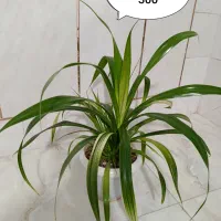 گلهای گرون آینده را الان ارزون بخر|گل و گیاه طبیعی|فلاورجان, |دیوار