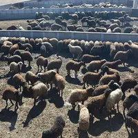 بزرگترین گوسفند فروشی برادران زارعی بدون واسطه|حیوانات مزرعه|مشهد, نوید|دیوار