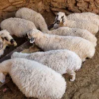 تعداد۶۰عددگوسفندبلوچی چاق وچلّه