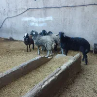 بره شیرخور و خوراک خور میش بز بزغاله بز دوقلو|حیوانات مزرعه|قم, شهر قائم|دیوار