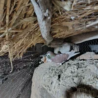 فروشی شهری|پرنده|ارسنجان, |دیوار