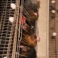 تخم مرغ بومی