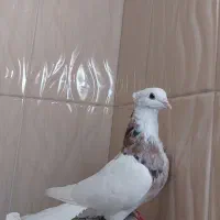 جفت طوقی معاوضه و فروش
