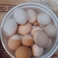 تخم مرغ خانگی