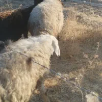 بره گوشتی|حیوانات مزرعه|مریوان, |دیوار