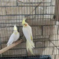 عروس هلندی|پرنده|امیدیه, |دیوار