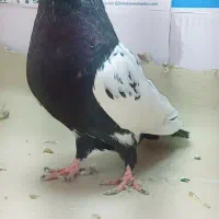 سینه سیاه و سه تا تکپر