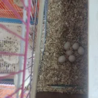 جفت مولد تضمینی پای کار|پرنده|شیراز, انجیر|دیوار