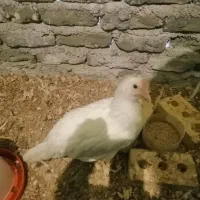 مرغ تخمی