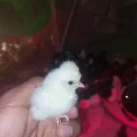 جوجه یک روزه تا یک هفته ای محلی آبدان