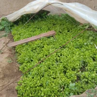 نهال بادمجان