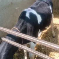 ۴ راس گوساله bvd هلشتاین و ۱۵ راس ماده درجه۱