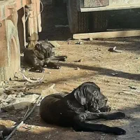 سگ نژاد کنکورسو
