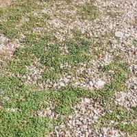 زمین-500متری-گلدشت-ارغوان-6-فرعی-3