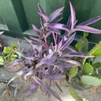 گل ناز کاکتوس برگ بیدی یوکا آلوئه ورا و میخک هندی|گل و گیاه طبیعی|تهران, جیحون|دیوار