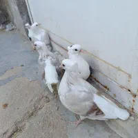 طوقی کرمانشاهی|پرنده|گله دار, |دیوار