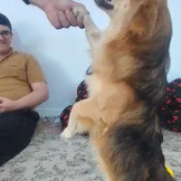 سگ پت بول۲۰سانتی|سگ|مرودشت, رامجرد یک|دیوار